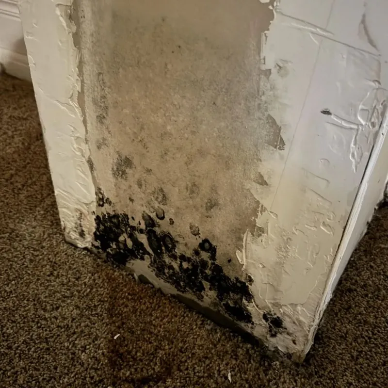 Professional Mold Removal in Glide, OR